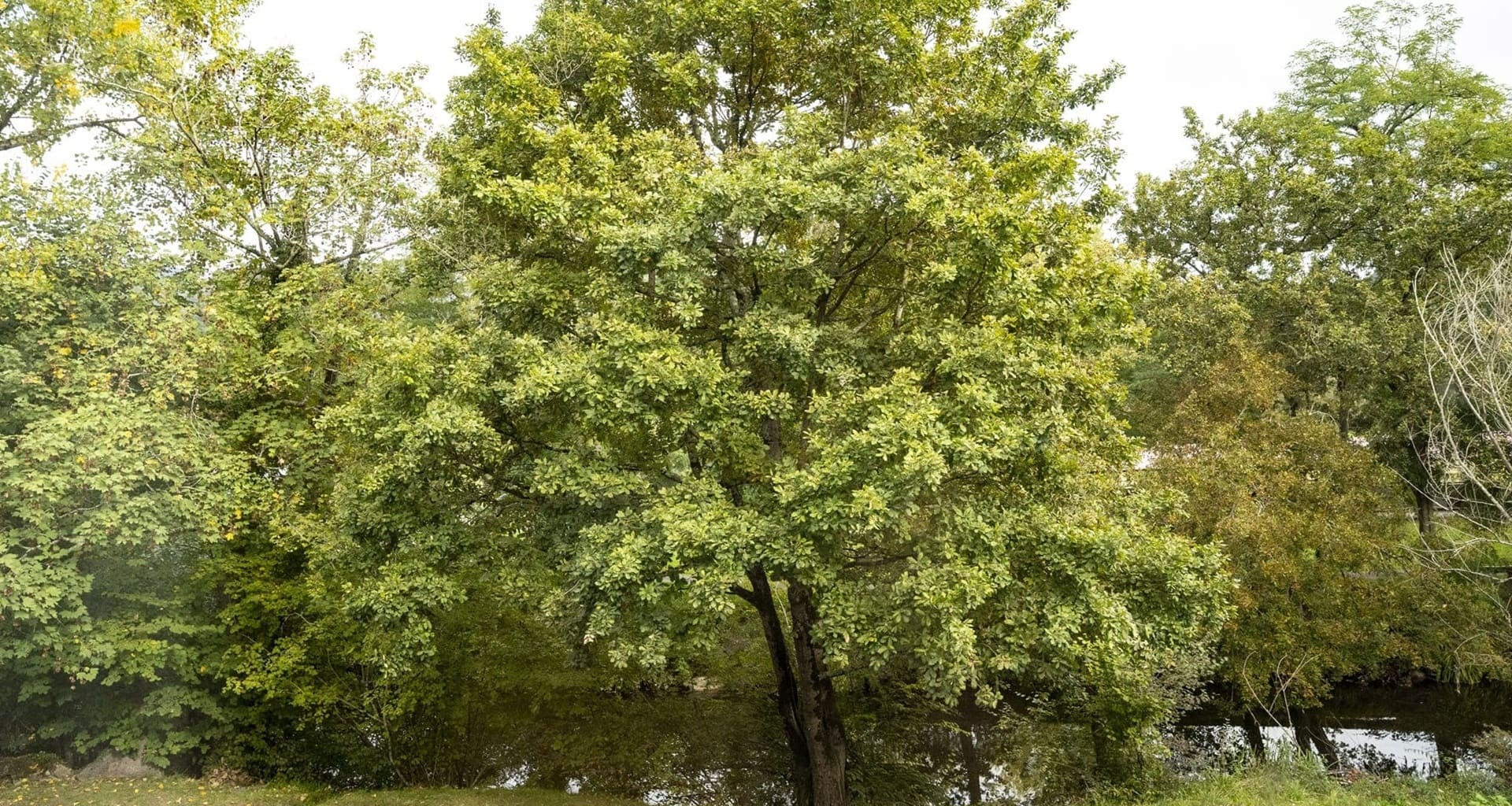 Ofertas Hoteles La Pasera